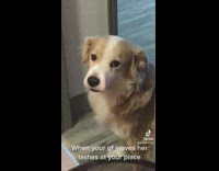 Dog wears girlfriends lashes 