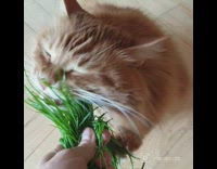 Orange cat eats grass 