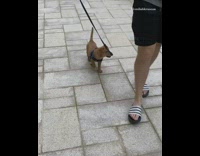 Brown puppy dog walks into leg guy 