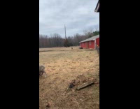 Two sheep ran late for some feeds