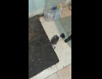 Grey white kitten meow crawl under chair