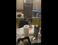 Kitten falls failed to jump to table