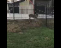 Deer jumps fence legs get caught flips 