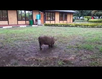 Warthog walks on grass with front knees