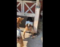 Goat scratching belly on wooden fence 