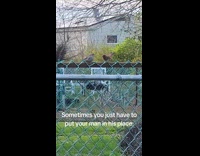 Birds fighting sitting on fence