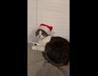 Cat wear and remove santa hat on head