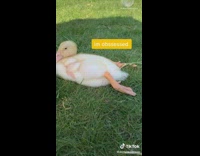 Yellow duck lays down on stomach girl 