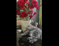 Cat bites dining table flower centerpiece 