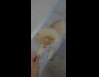 Girl gives brown puppy dog round treat