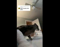 Hyper dog spinning running in house 