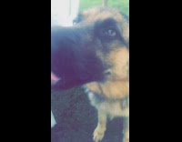 German shepherd dog eats pink ice cream  