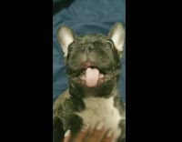 black dog on blue bed