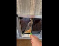 Pitbull scared to use new pet door