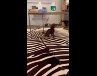 Small dog hits head on glass table 