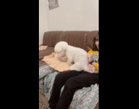 Dog scratches the pillow on the couch