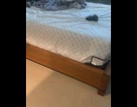 Sleeping dog holds grey elephant toy bed 