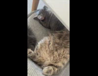 Cat sprawled out on dining chair 