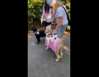 Dog goes as spaghetti and meatballs at parade
