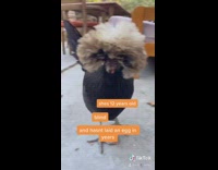 Twelve year old chicken lays egg potato 