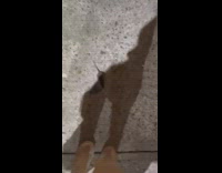 Collab WINY - Fearless Rat Approaches Lady and Climbs her white Shoe