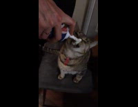 Cat licks whipped cream on its nose