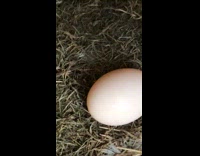 Person take egg from under the chicken