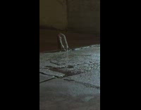 Two rats fight at night along the street in new york 