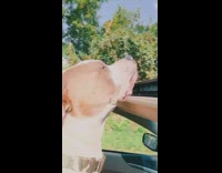 Brown and white dog in convertible car