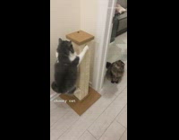 Cat struggles to climb brown scratching post