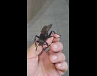 Guy holds a giant wasp on his hand 