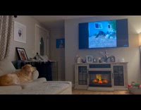 Dog on sofa watch daily dose of internet