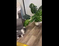 Dog tugs and pulls on plant leaf