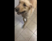 Collab BitchMP - Labrador dances to funkytown