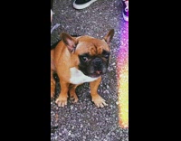 Brown french bulldog dog sits on ground outside 