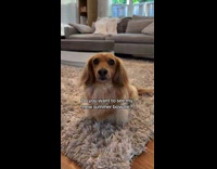 Dog stares at camera shows off bowtie 