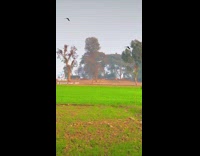 Collab KaleSaladIG - Bird fly over grass field slow motion