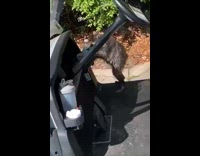 Small raccoon climbs into golf cart and steals bag of chips