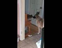 Dog gets hit on face by cat 
