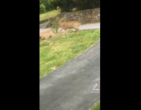 Collab BitchMP - Two deer in drive way standing up fighting 