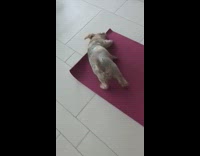 Small dog rolls out red yoga mat 