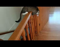 Cat on railings try to catch its tail