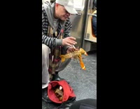 man with live lobster on train part two