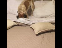 Dog tucks himself in under the blankets on bed