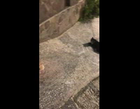 Black cat lays down and slides down walkway like slide 