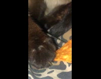 Cat licking dorito chip