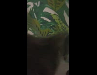 Cat behind shower curtain dog bathroom door