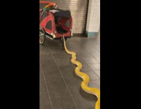 Yellow snake and parrot bird by wagon 