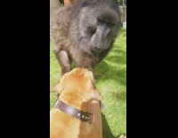 Baboon and dog become friends with each other