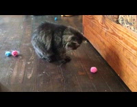 Cat gets pink yarn ball on floor